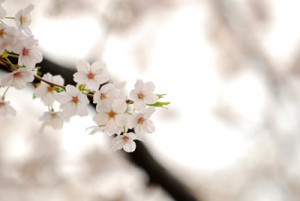 1004nogawaaki01