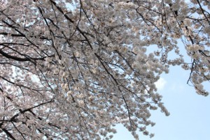 1004nogawaaki03