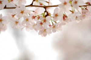 1004nogawaaki06