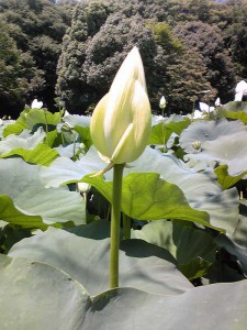 100722kamakura2